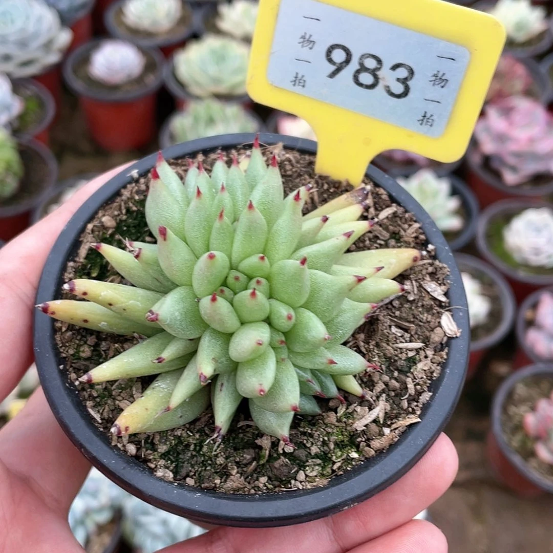 【闪购商品】西**心983号