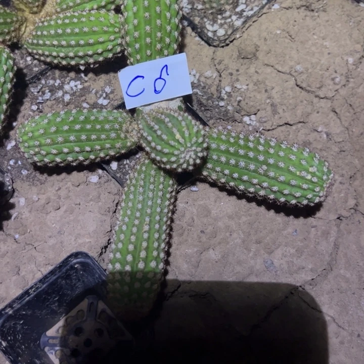 x****C6自根金妞爱博4 0