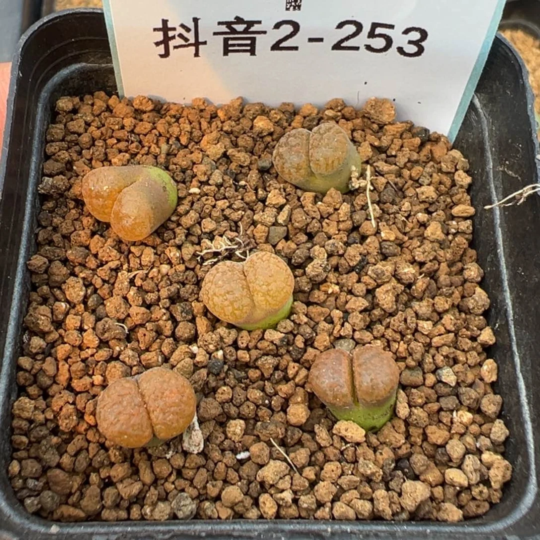 2-253肉锥多肉植物