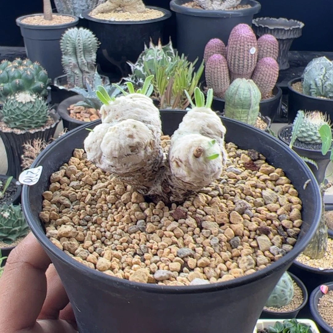 刨花厚敦菊一物一拍