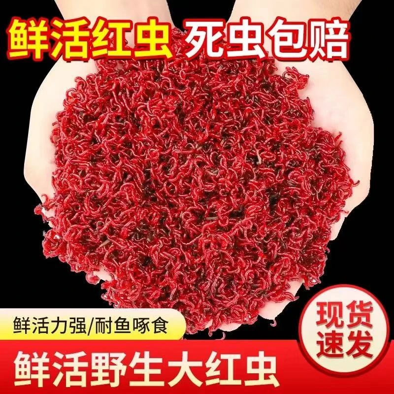【新店福利】鲜活红虫活饵活体喂鱼红虫特大号挂钩红虫鱼饵料蚯蚓饵
