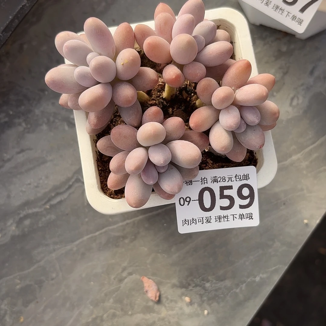 汤圆无盆土发货无