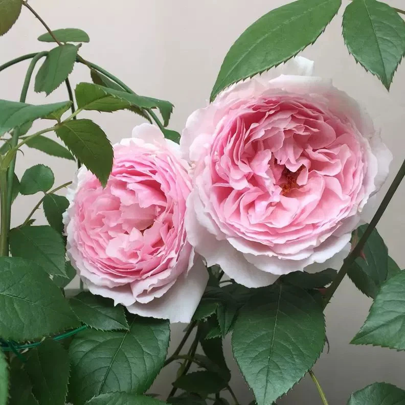 【威基伍德】欧月藤本月季玫瑰花苗庭院蔷薇植物盆栽四季开爬藤大苗