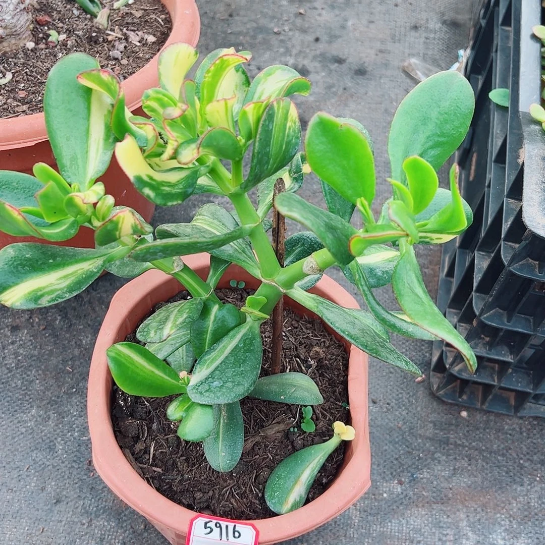 上***签稀有卷叶中斑锦带盆发货5916