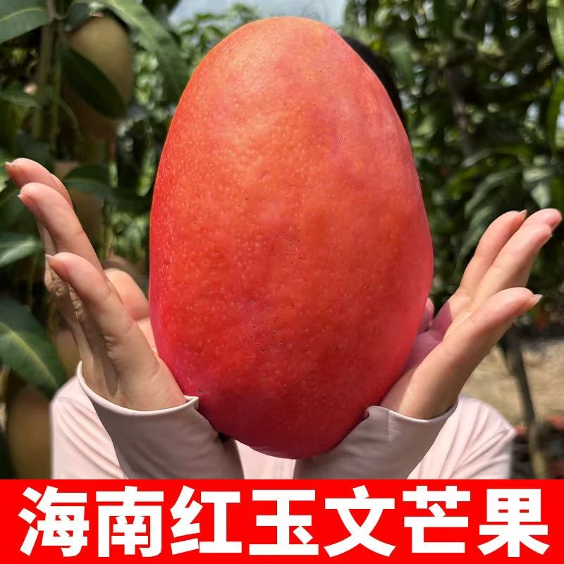 Z【顺丰京东】海南红玉文芒果大芒果香甜多汁当季新鲜3-8斤现摘现发
