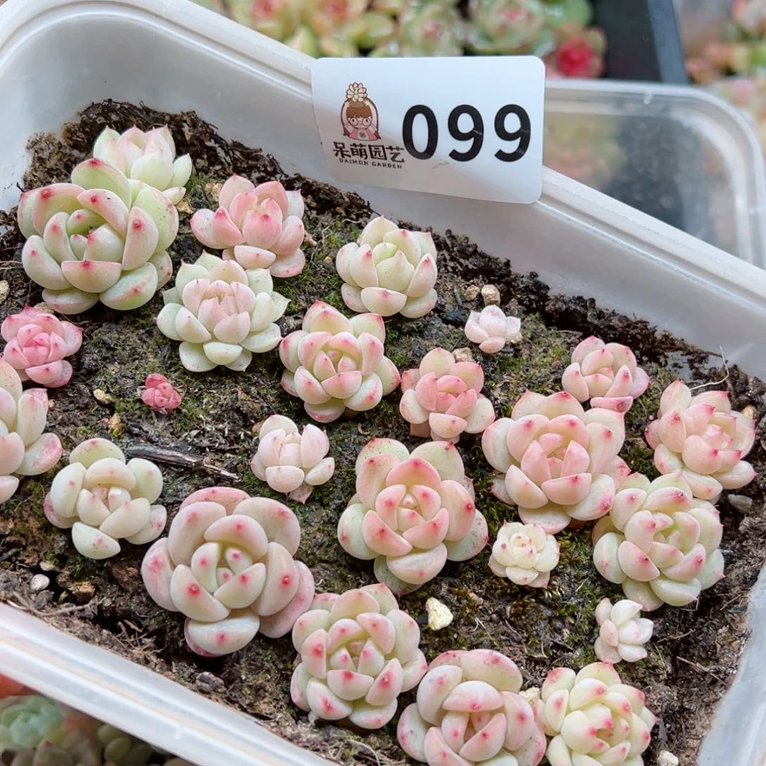 多肉植物多肉植物