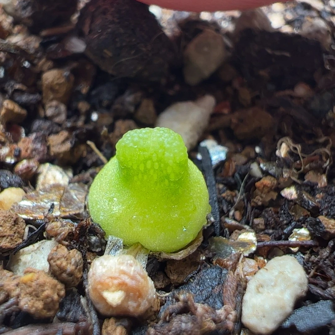 小葫芦5年母本多肉植物