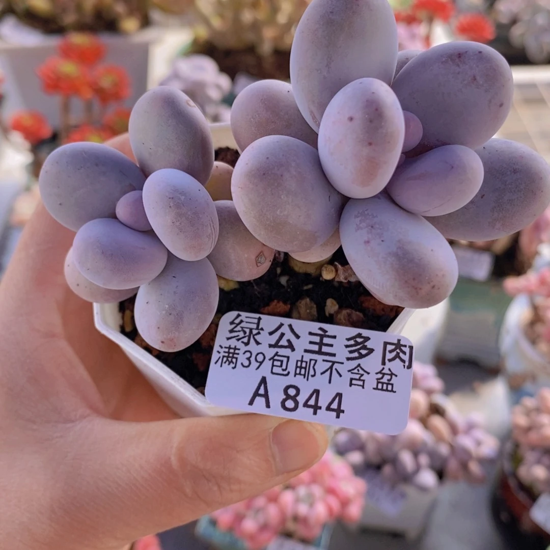 水光针奶酪8cm844多肉植物