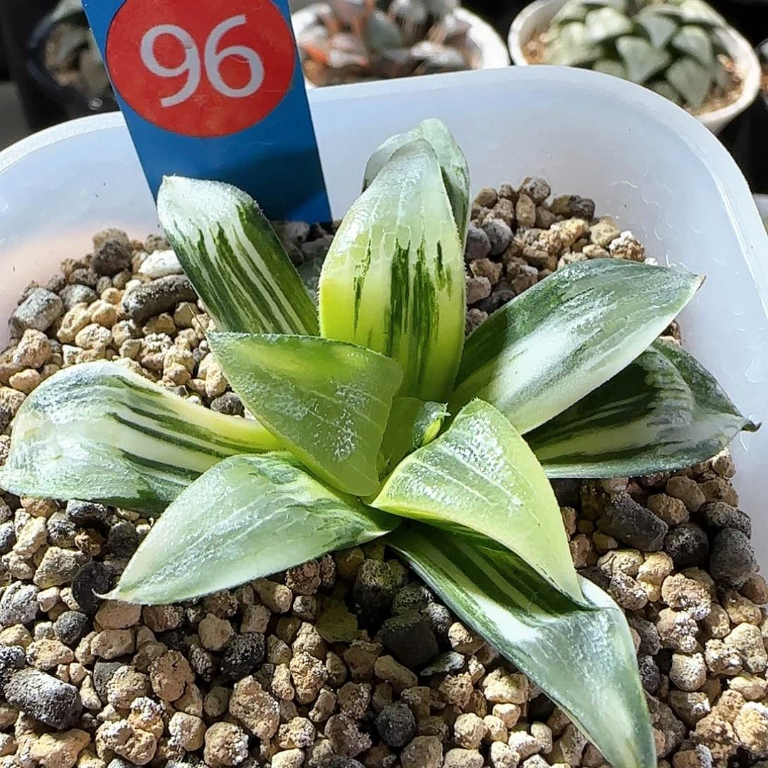 96号实生克锦一物一拍带盆土