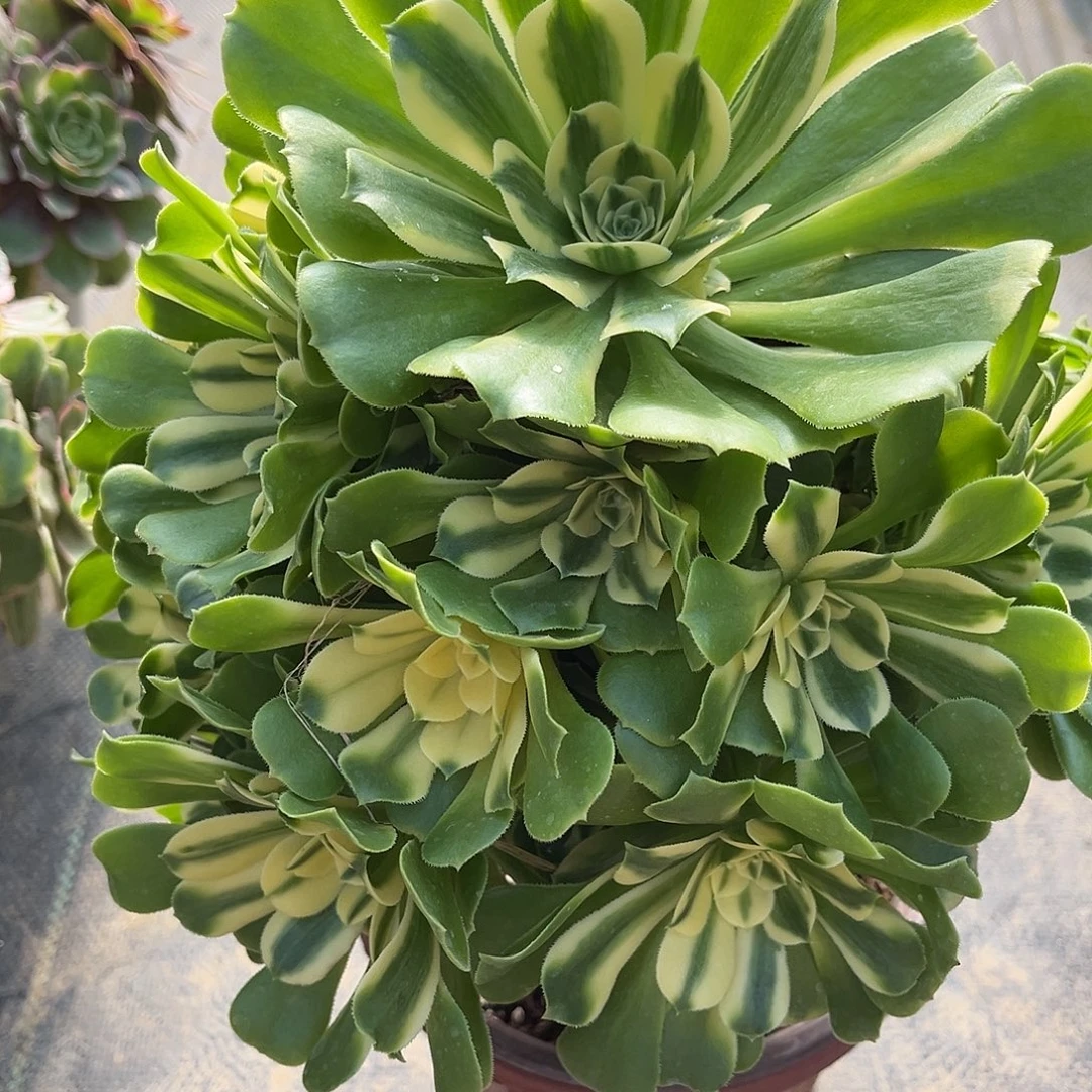 西尼亚法师多肉植物漂亮