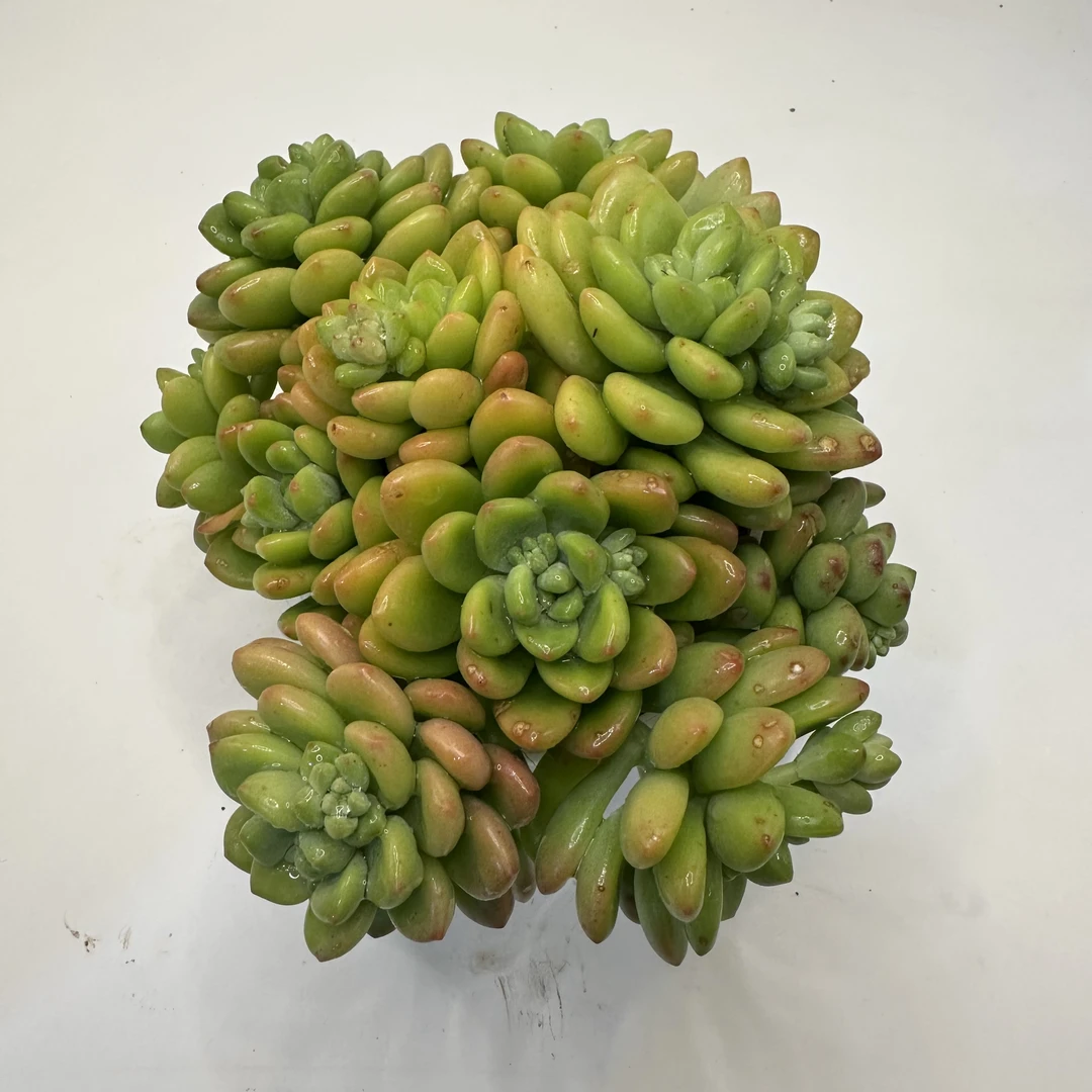 香格里拉多肉植物 云南基地直发新手养肉放阳台好养活 飘枝带香味