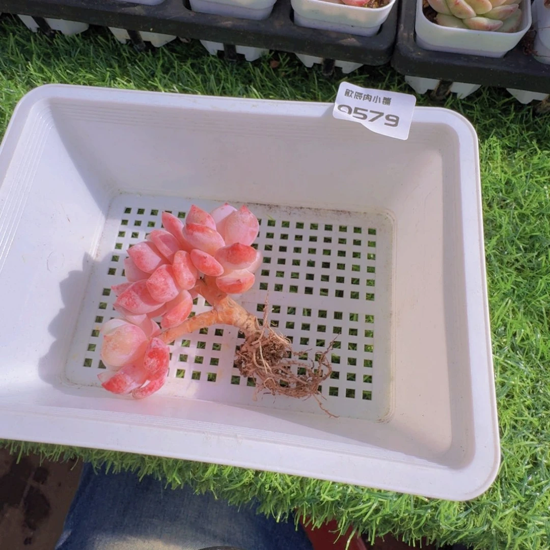 淡***风多肉植物橙梦露0579