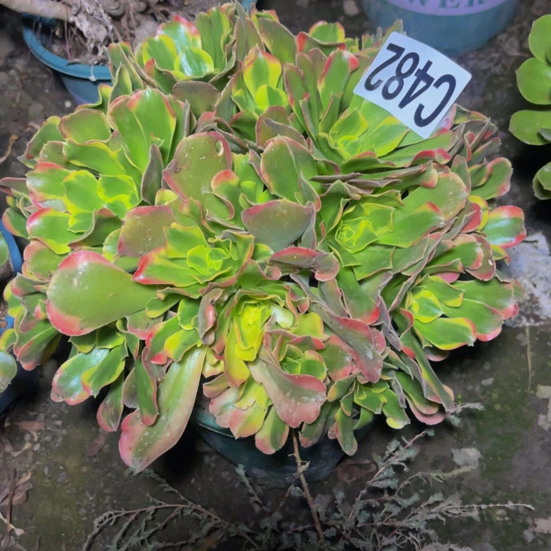 炫彩法师16//////2包邮