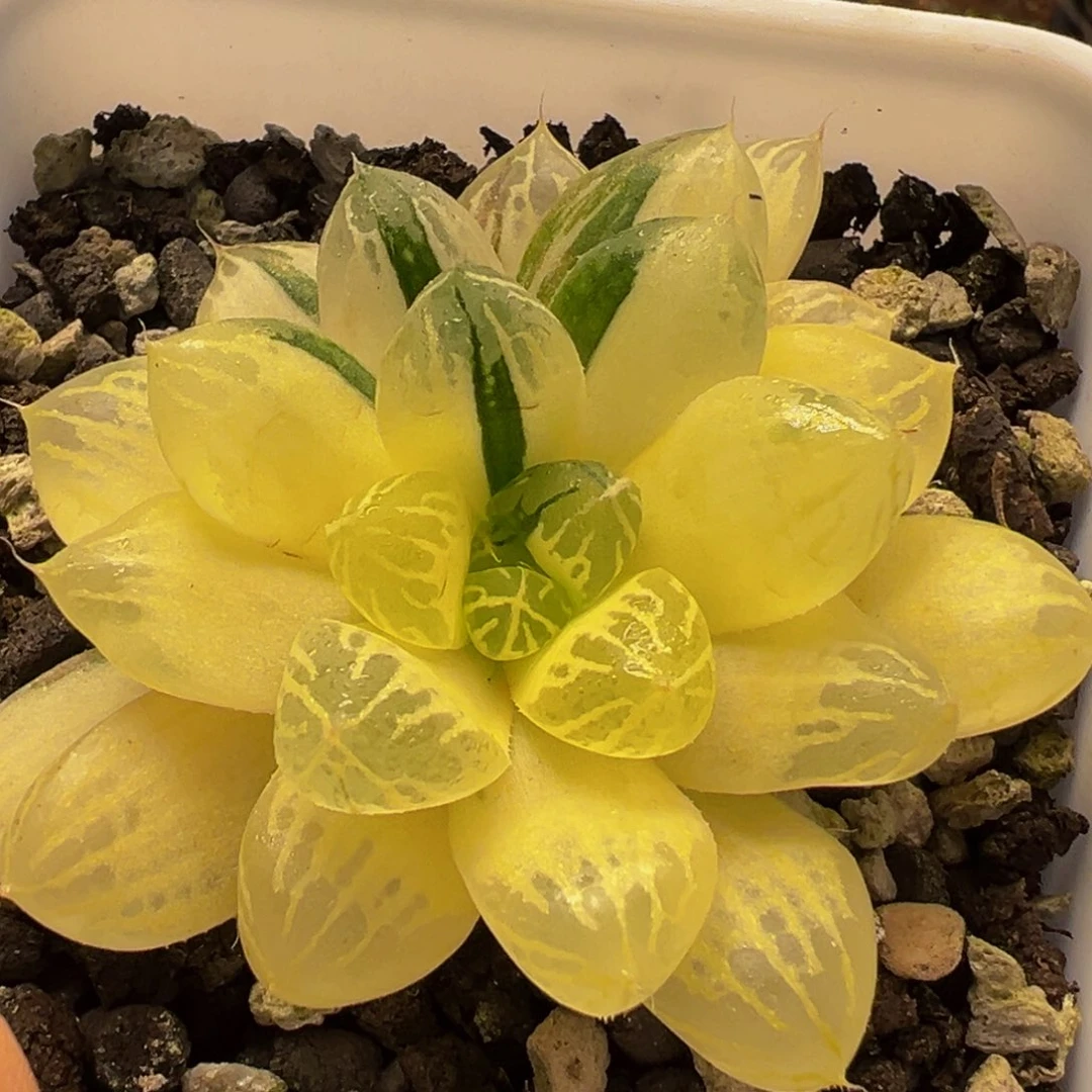 19多肉植物百科植物