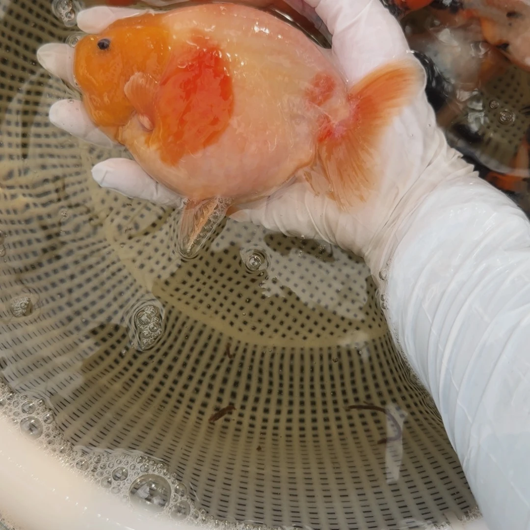 海水鱼大体兰寿压成