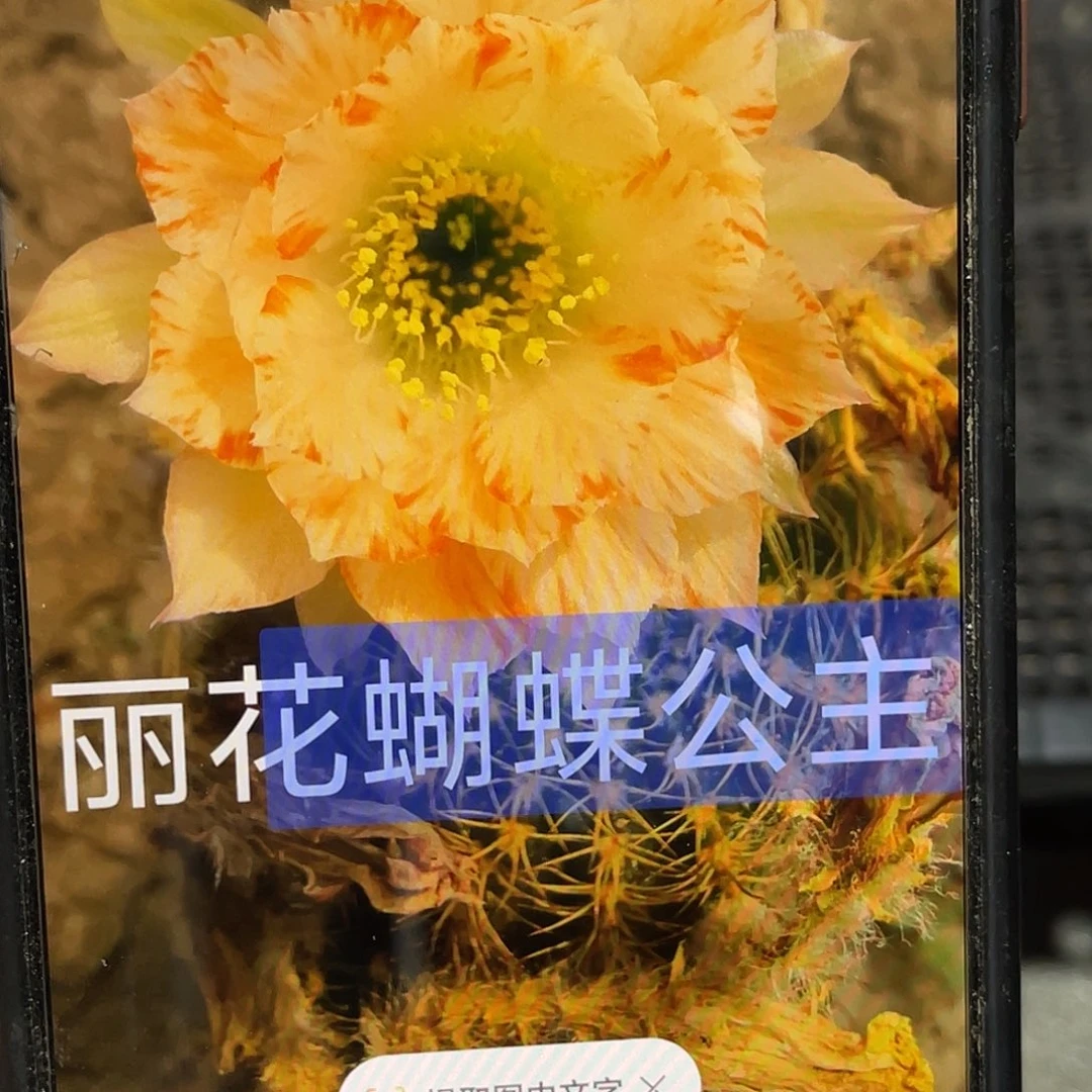 丽 蝴蝶公主侧芽歪4公分左右