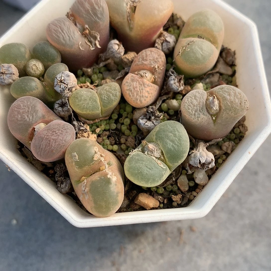 风铃玉母本一盆非常好看