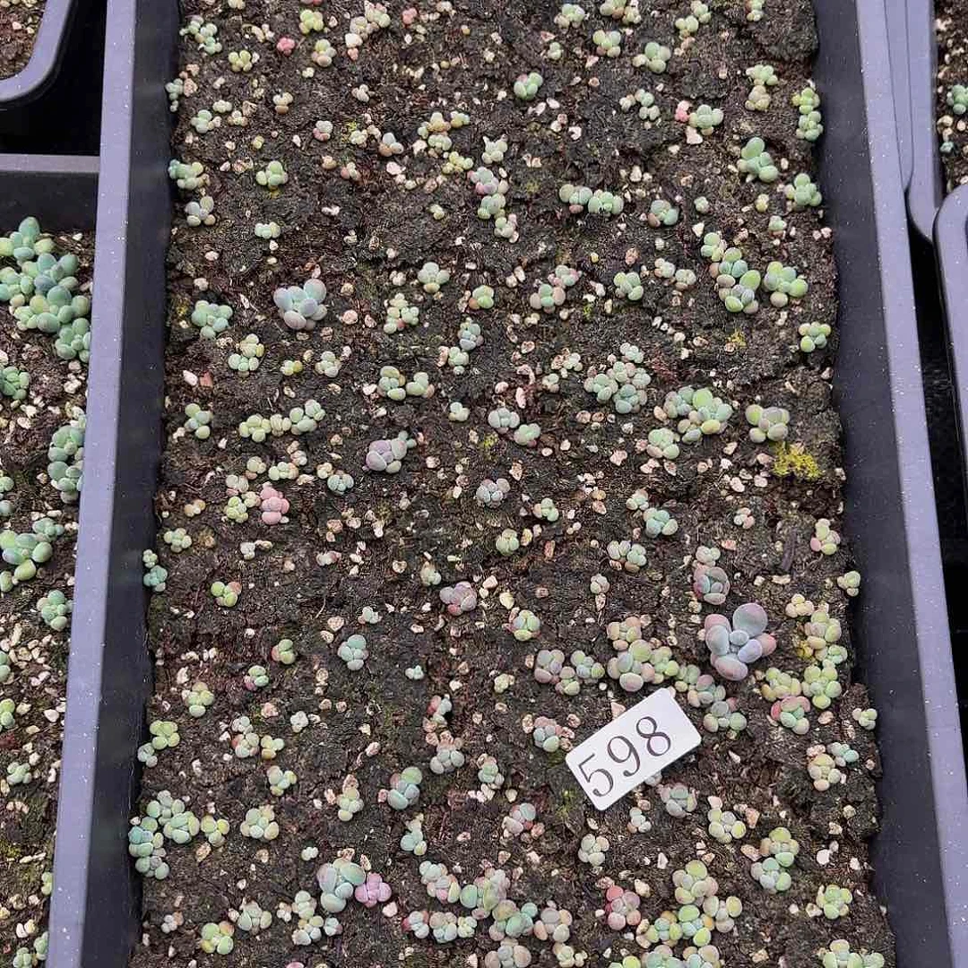 多肉植物多肉植物598