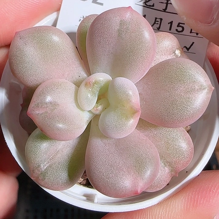 1115------52比尔盖茨