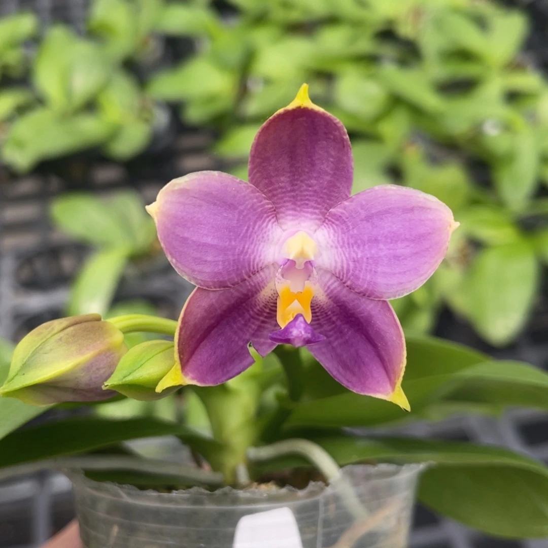完全开放紫龙277，2.5杯开花株，叶片微瑕