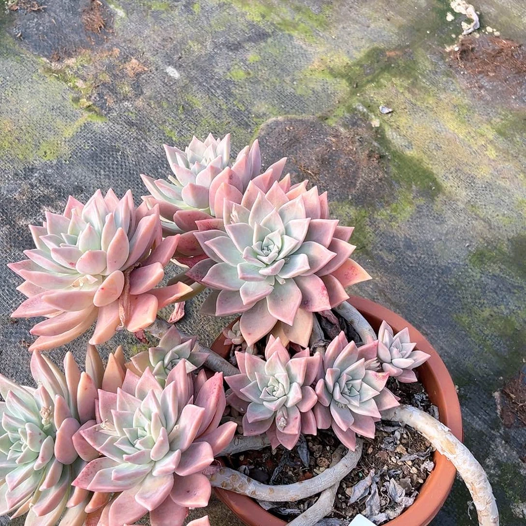 红粉月群生15022