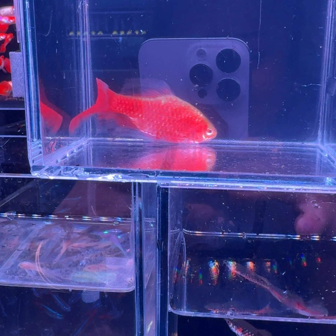 孔雀鱼玫瑰鱼，佩奇的