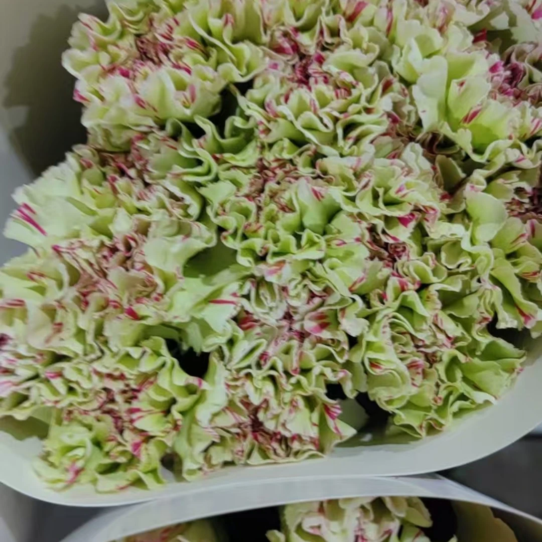 【宏图鲜花】基地康乃馨彩妆/送保鲜剂