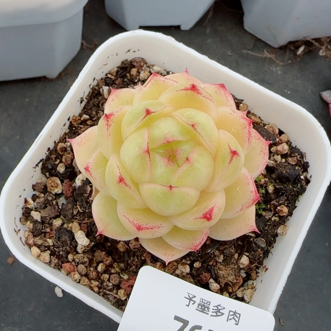 冰云，7651多肉植物