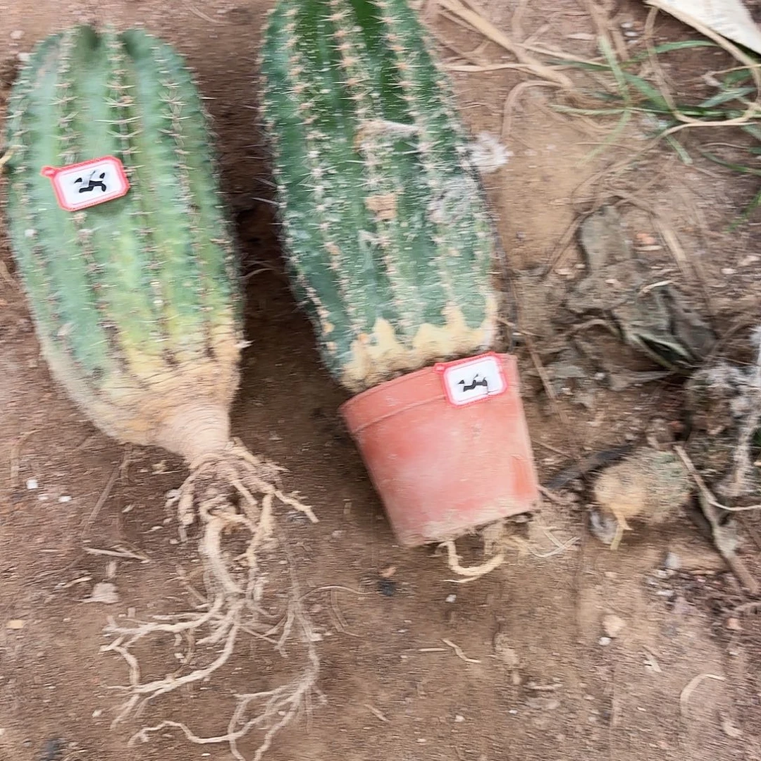 268-269瑕痴掉侧牙无售后