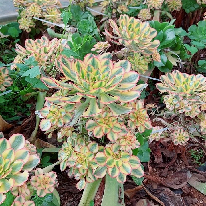 太阳神无根多肉植物大战