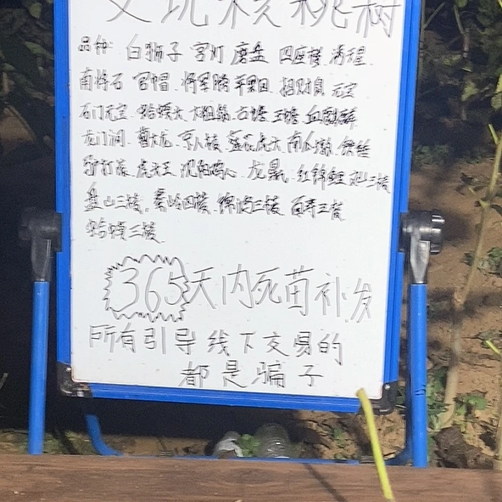 完全开放嗯*大粗筋，南疆石核桃树