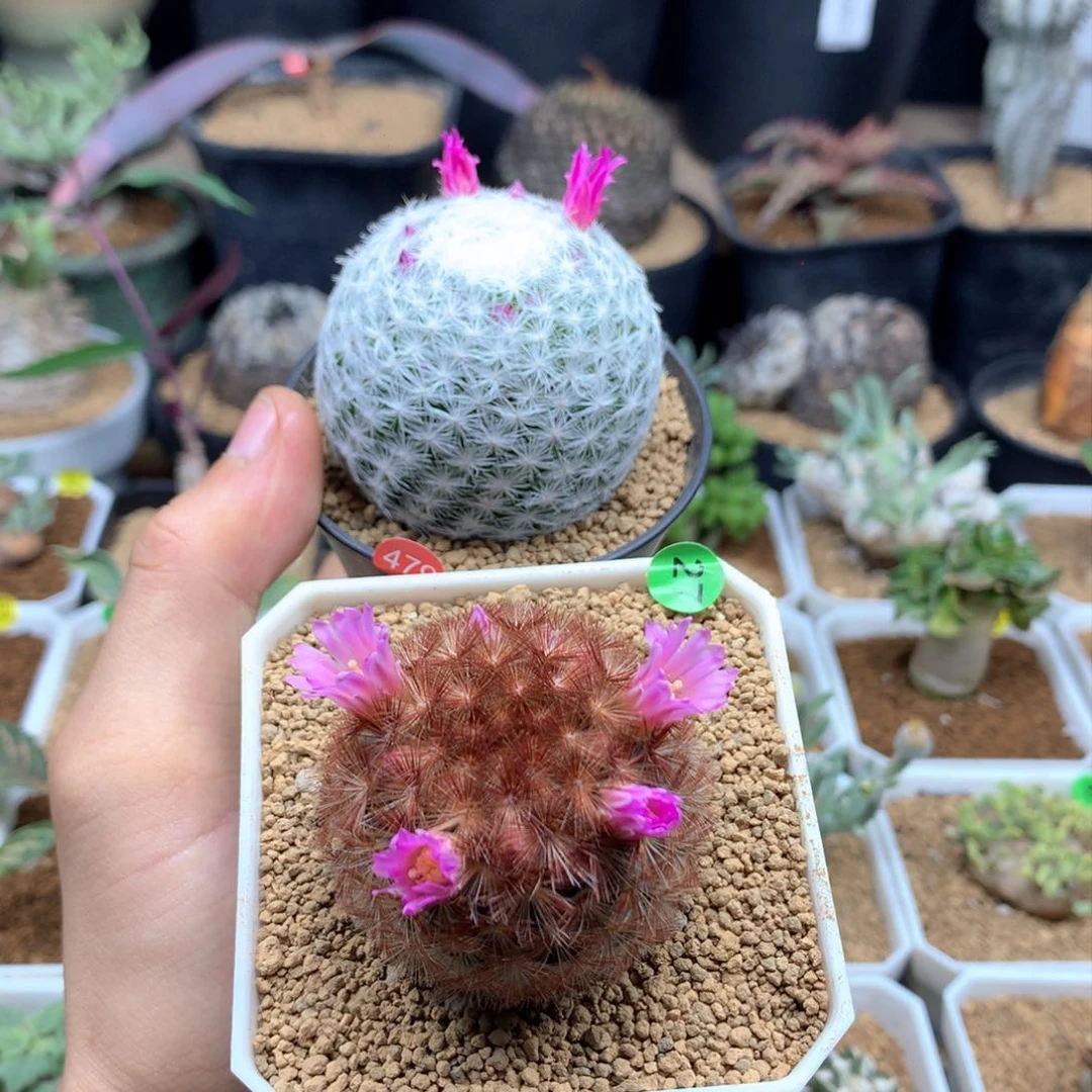 半****）大春星跟嘉文丸带盆多肉