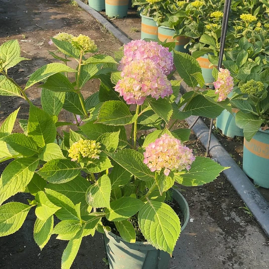 无尽夏一加带花发货