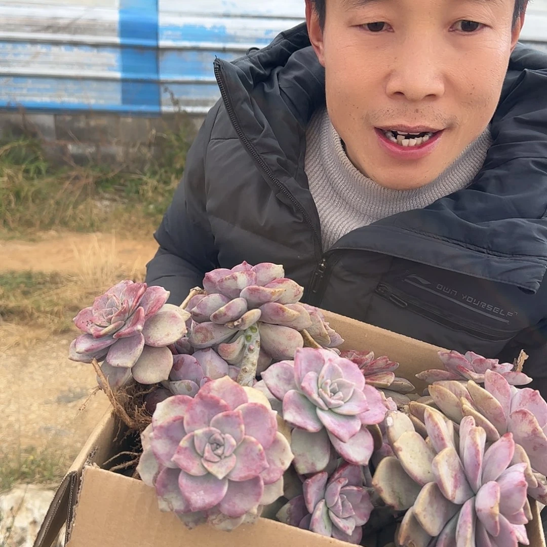 箱拍紫乐多肉断肢不售后看好在拍