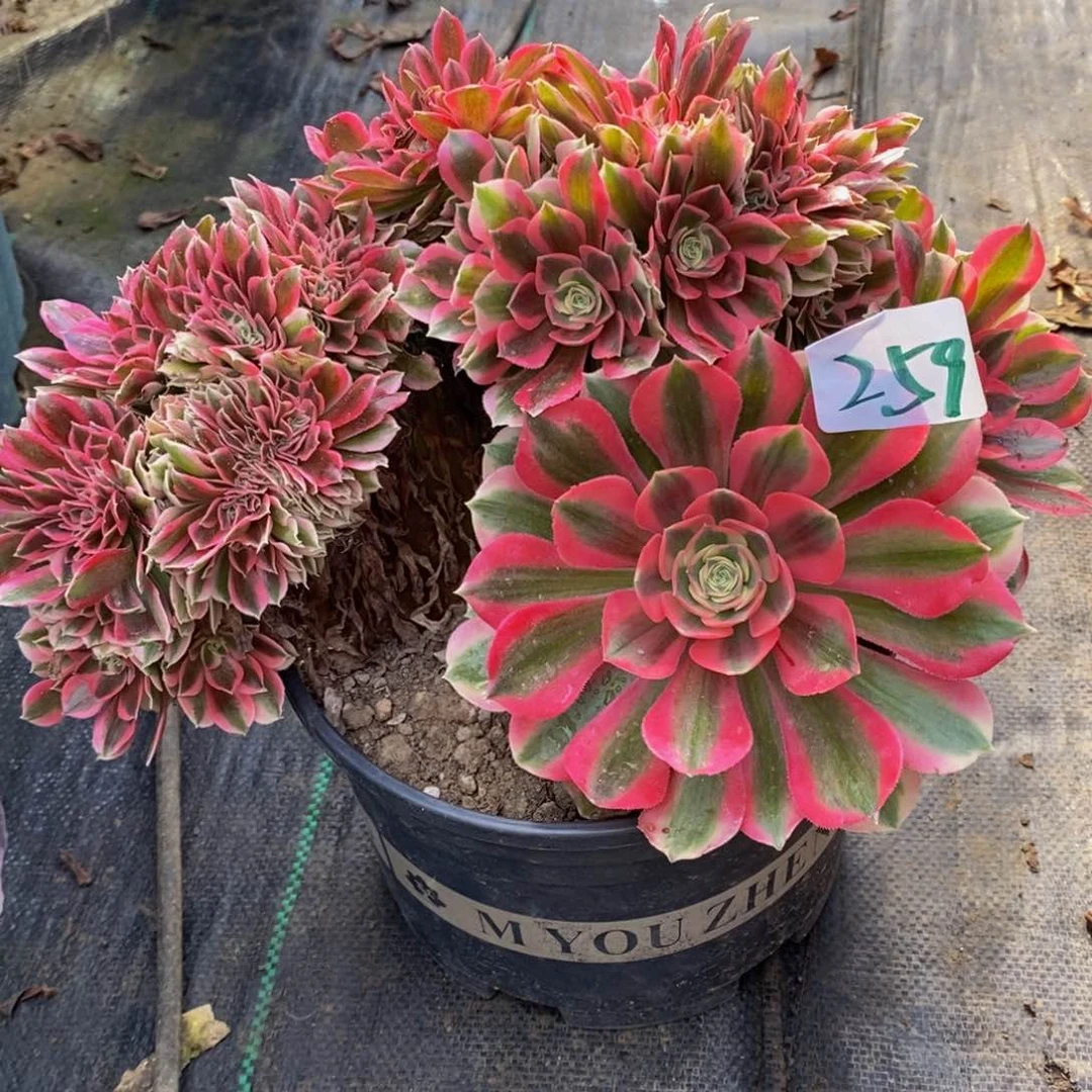 259号女巫缀化多肉