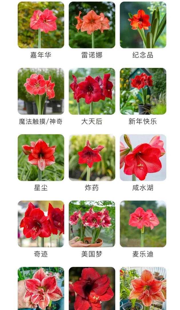 【梦宇的花11】福利（买5送1）盆栽大链接专用 云南鲜花绿植