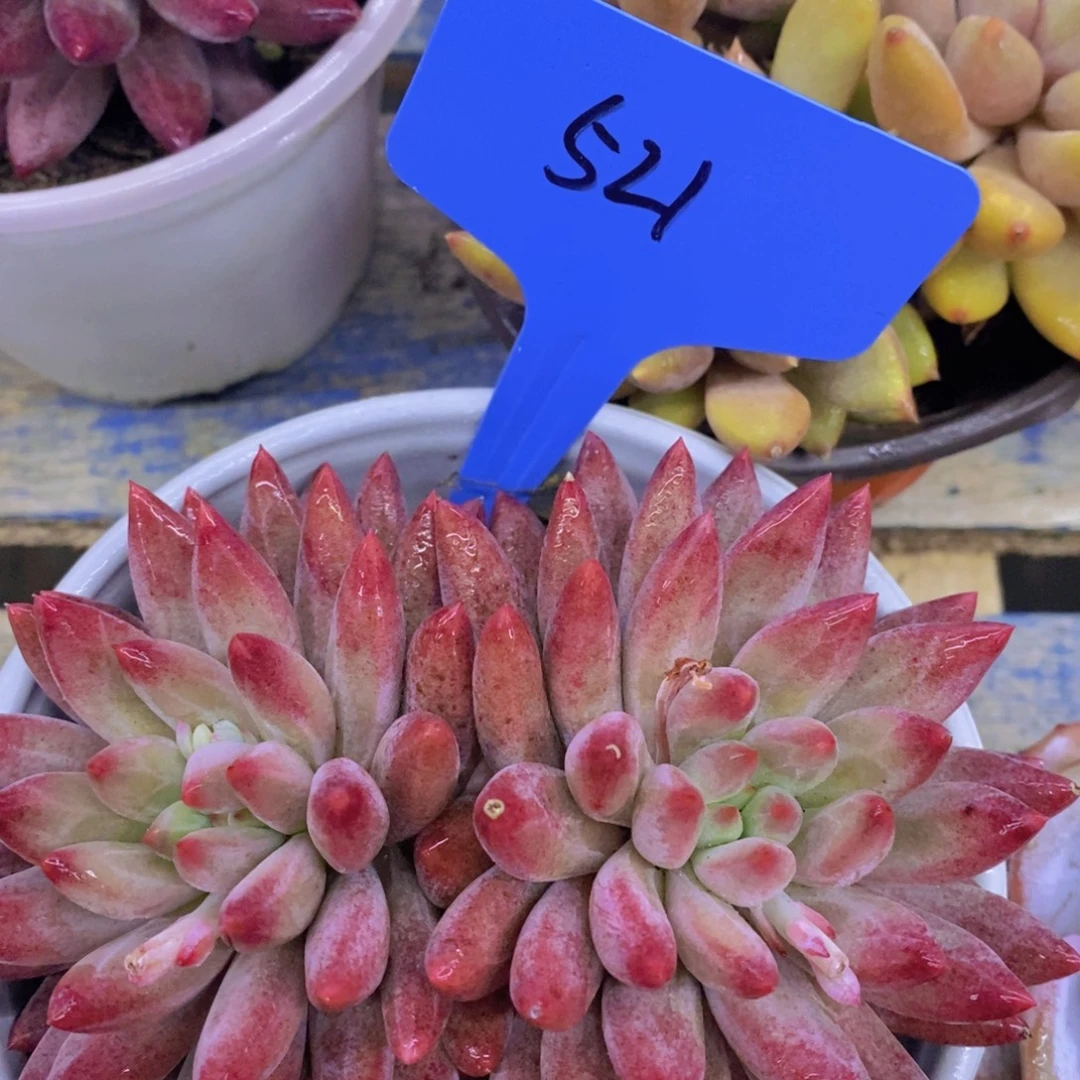 跨年夜，福利专场，一单就包邮，感谢大家