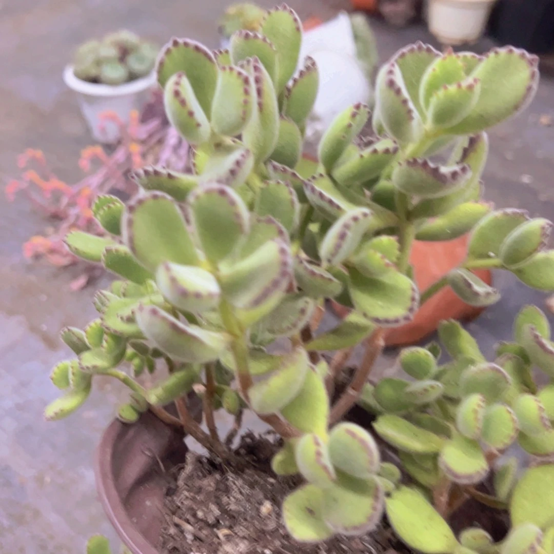 熊童子整装整群老桩