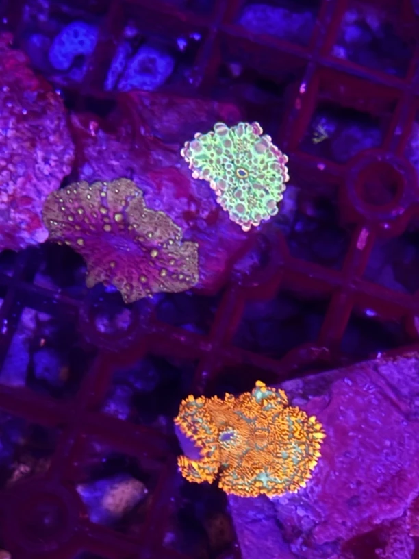 海缸水草一物一拍