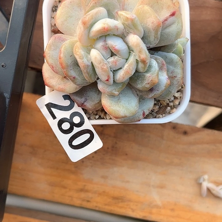 半**甜多肉植物一物一拍
