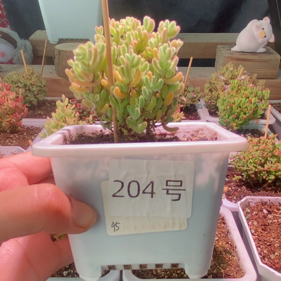冰晶杂橙叶带盆土发货一物一拍