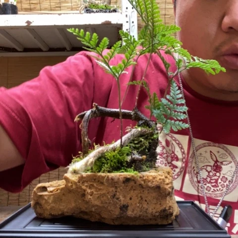 红陶一物一拍所见即所得149