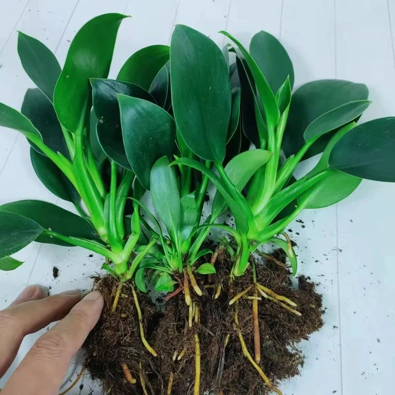 金钻绿公主盆栽室内好养四季常青吸甲醛绿植