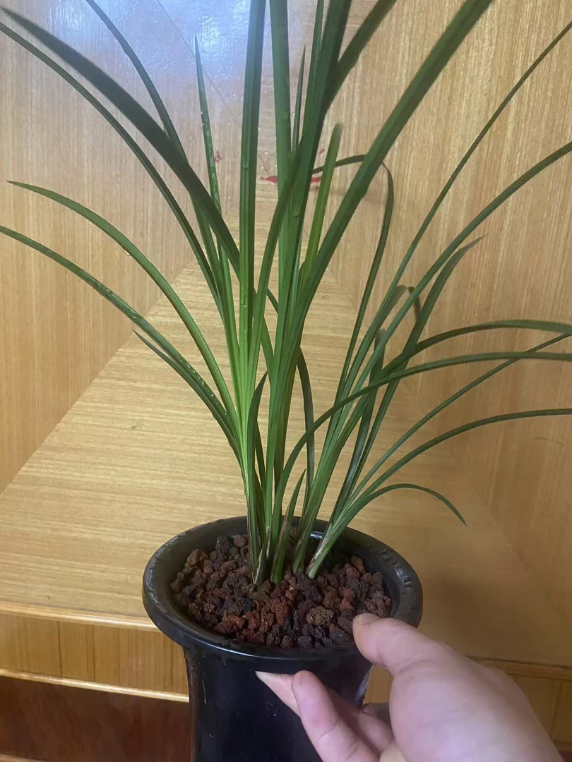 莲瓣兰盆景兰花竞品欣赏