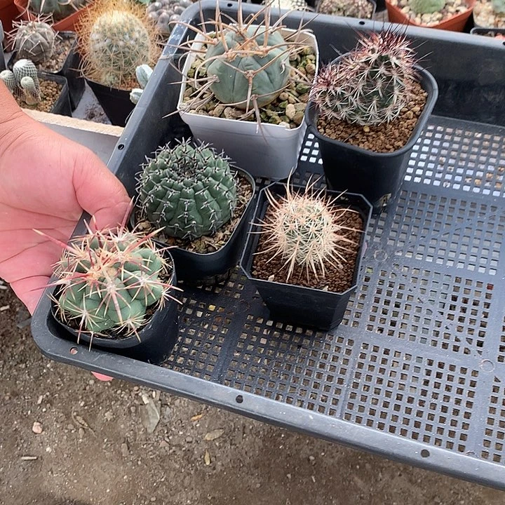 强刺实生仙人球等