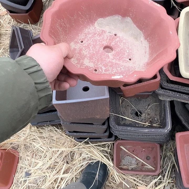 紫砂哈哈真的是太给力太多