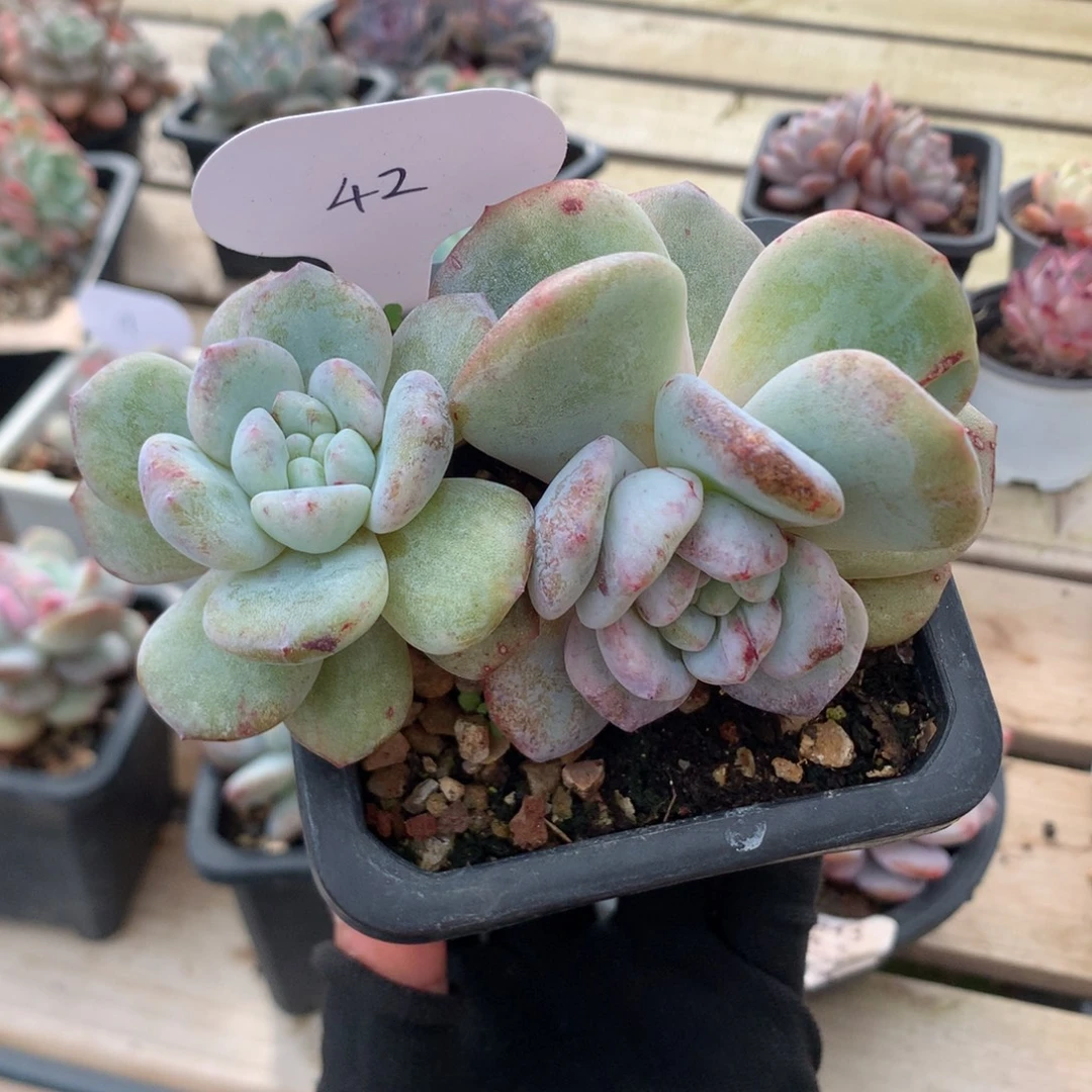 12厘米双头星影石化 飘枝 42