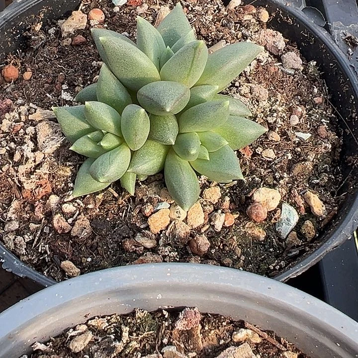 孟***?琅琊，一物一拍