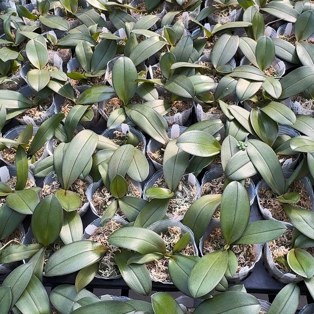 无花朵金发小可爱2.5