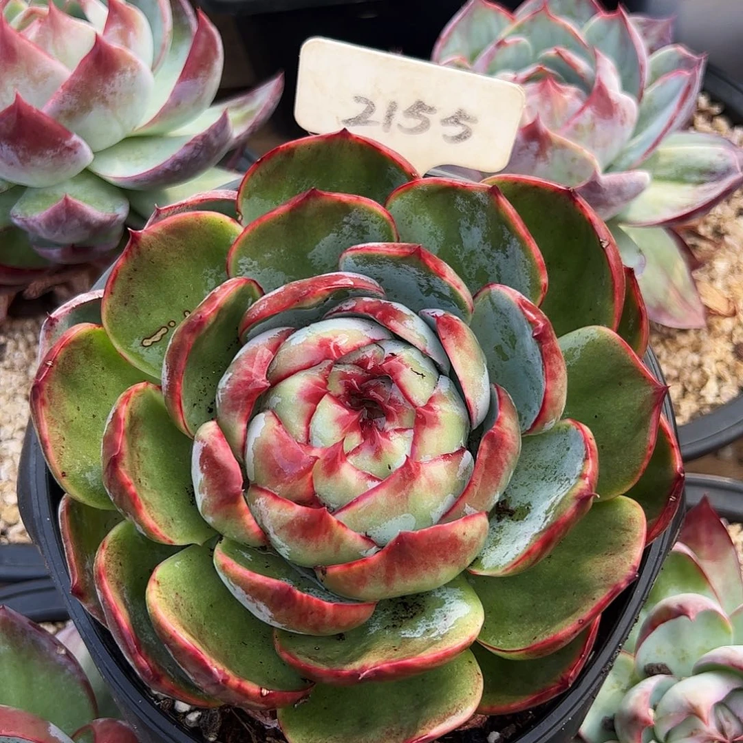 惊鸿仙子一物一拍2155号